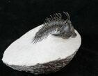 Impressive Comura Trilobite - Real Spines #16076-5
